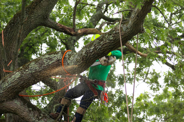 How Our Tree Care Process Works  in  Dixon, MO