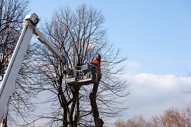 Mulching Services in Dixon, MO